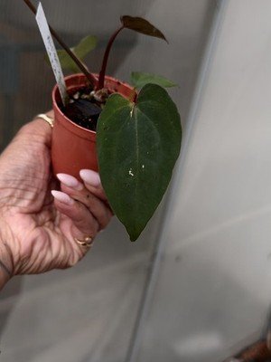 Anthurium AOS df Tezula × Carlablackaie 5x10 Seed - Image 3