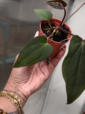 Anthurium AOS df Tezula × Carlablackaie 5x10 Seed - Image 4