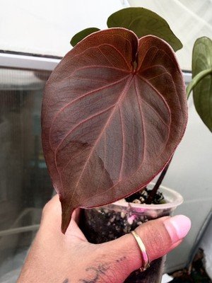 Anthurium KOS king if spades Rare Collector Plant