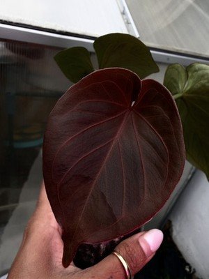 Anthurium KOS king if spades Rare Collector Plant - Image 2