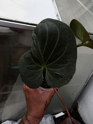 Anthurium KOS king if spades Rare Collector Plant - Image 3