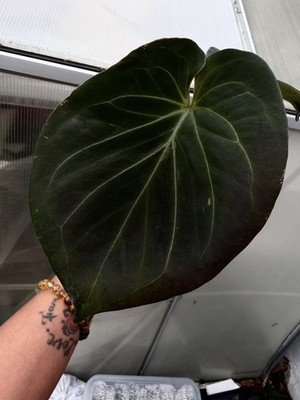 Anthurium KOS king if spades Rare Collector Plant - Image 4