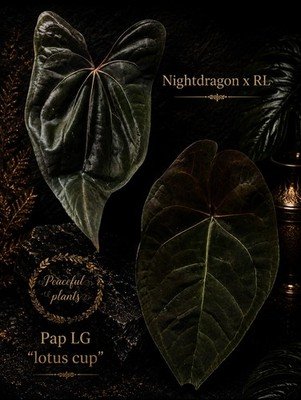 Collector Rare Anthurium fresh seed bundle of3