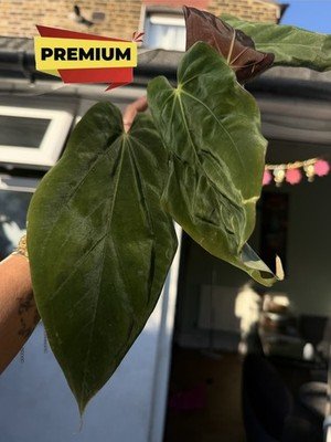 Exact Plant Collector Rare Anthurium bvep x portilae x bvep