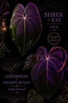 Anthurium pap shrek × RA5 × pap gatorskin × swampy bunny coolector plant